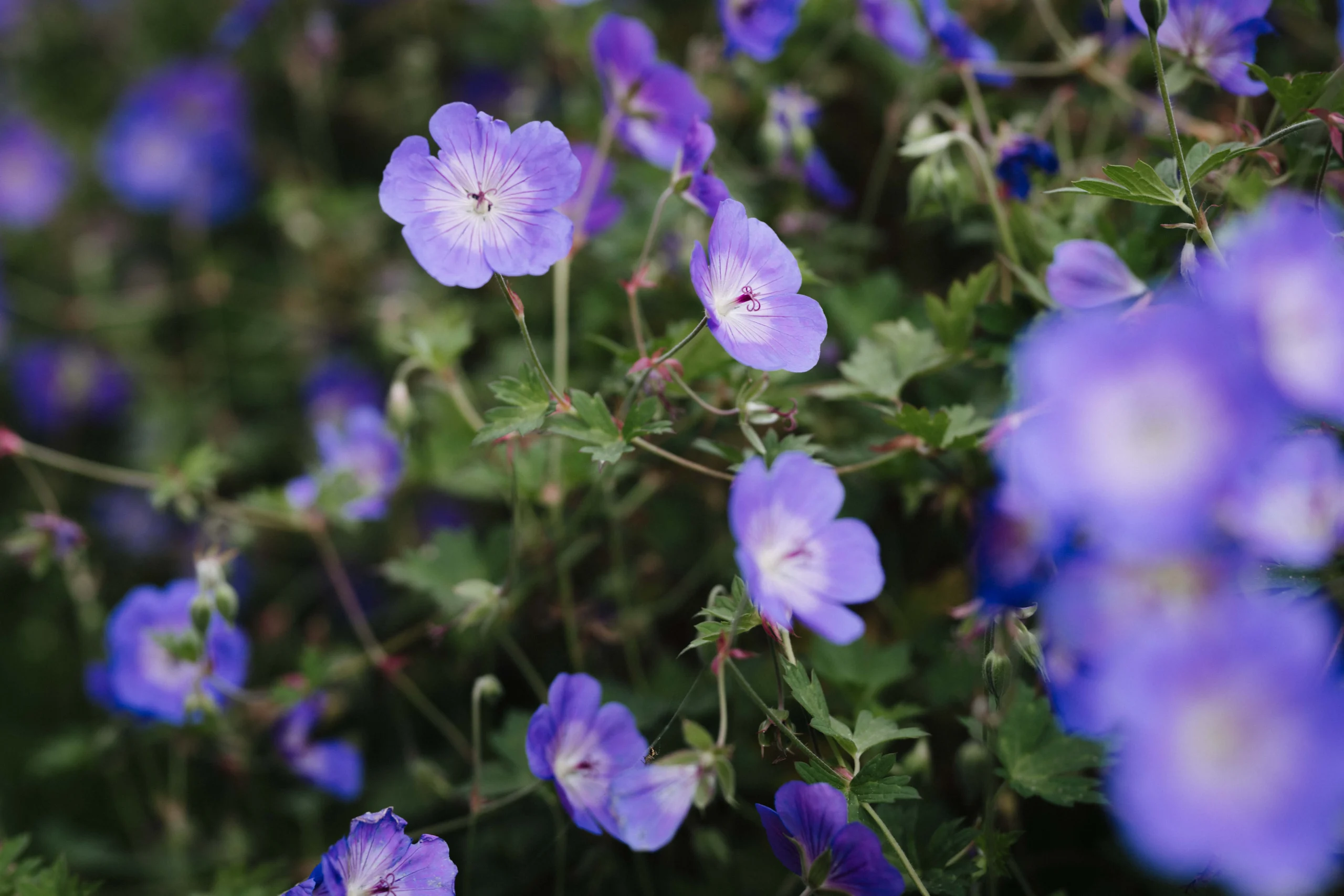Violette Blüten im Garten mit weicher Unschärfe im Vordergrund.