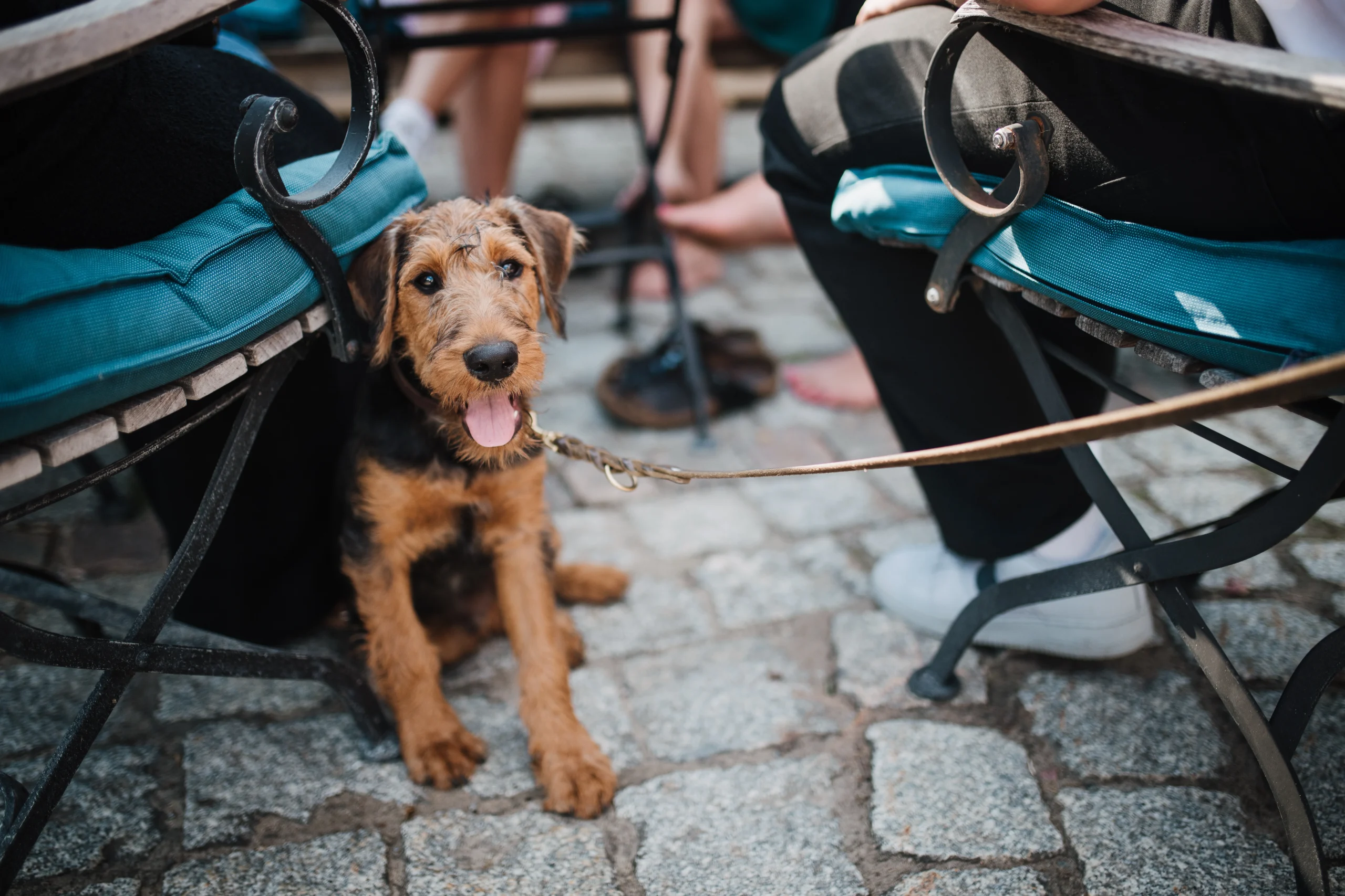 Ein Hund sitzt zwischen den Stühlen der Hochzeitsgäste.